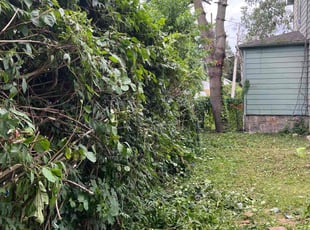 Bush Trimming by David Mitchell for Gloria P. in Bridgeport, CT