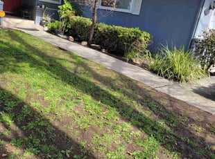 Bush Trimming by Juan gavino Barrera Rodriguez for Liss M. in Stockton, CA