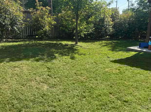 Desiree M.'s Lawn Mowing service result