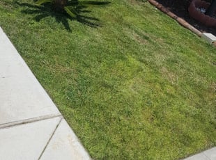 Cleanups by Jose Rico-gutierrez for Jolly J. in Fresno, CA