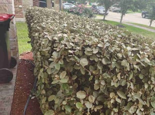 Bush Trimming by Enrique Ramirez for Creslyn D. in Baytown, TX