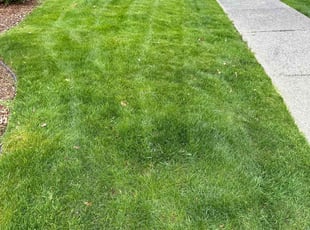 Marcia S.'s Lawn Maintenance service result