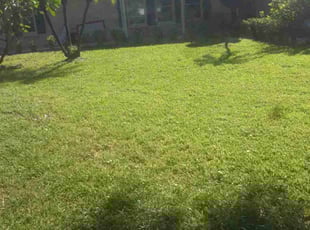 Tammy C.'s Lawn Maintenance service result