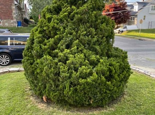 Bush Trimming by Darren Burch for Adrienne I. in Philadelphia, PA