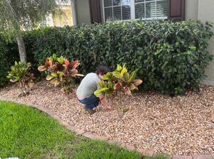 Bush Trimming by Thomas Niederhelman for Alex D. in Brooksville, FL