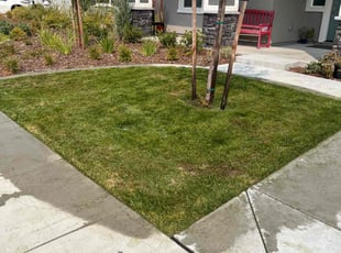 Patricia B.'s Lawn Care service result