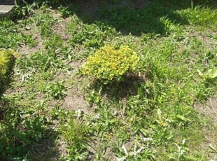 Bush Trimming by Elizabeth Williams for Dennis M. in Mayfield Heights, OH