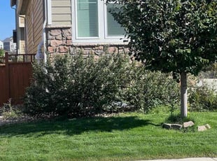 Bush Trimming by Jesse Nunez for Claire I. in Parker, CO