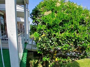 Bush Trimming by Carvell Smith for Tiffani D. in Baltimore, MD