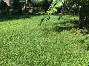 Bush Trimming by Callie Valentino for Taila H. in Leesburg, VA