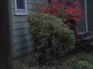 Bush Trimming by Riki Howry for Dat p. in Portland, OR