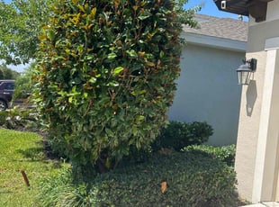 Bush Trimming by Ramon Taguja for Rakelle E. in Apollo Beach, FL