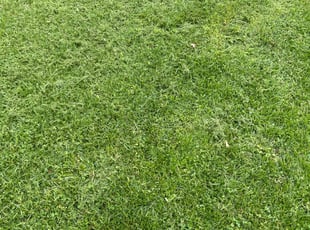 Matt L.'s Lawn Maintenance service result