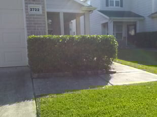 Bush Trimming by Ramon Flores for Jessica J. in Houston, TX