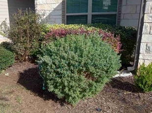 Bush Trimming by Jason Salazar for Caitlin M. in San Antonio, TX