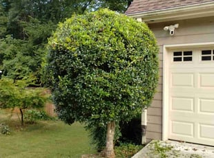 Bush Trimming by Lacie and Don Moore for November L. in Lawrenceville, GA