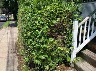 Bush Trimming by Rocco Gyetvai for Ashley M. in Wilkes-Barre, PA