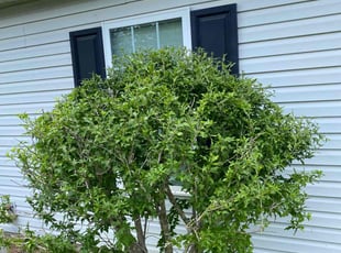 Bush Trimming by Shawn Pressley for Santia R. in Matthews, NC