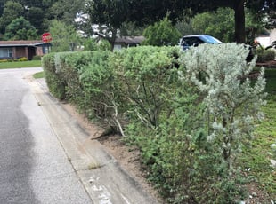 Bush Trimming by Rob Bowe for Glenda R. in Brandon, FL