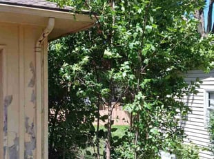 Bush Trimming by Seth D for Mary M. in Kansas City, MO