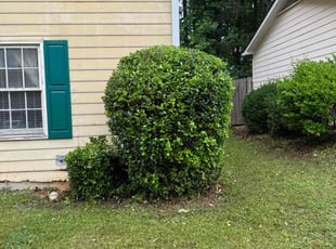 Bush Trimming by Armando J for Chaz W. in Duluth, GA