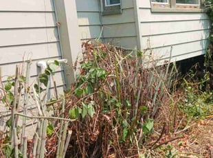 Cleanups by Brandon Hill for Marsha C. in Portland, OR