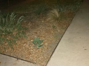 Leaf Removal by Benjamin Garza for Esteban D. in San Antonio, TX