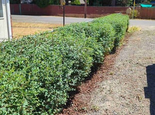 Bush Trimming by Ashley Wood for Lisa C. in Vancouver, WA
