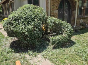 Bush Trimming by Cameron Lewis for Jane M. in Kansas City, MO