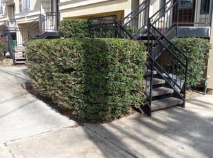Bush Trimming by Ramon Flores for Ethan M. in Houston, TX