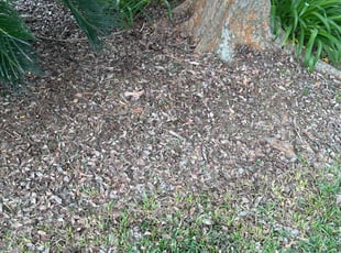 Cleanups by Paul Tollefson for Tamara K. in Tallahassee, FL