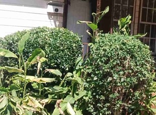 Bush Trimming by Stacy Mccall for Carolyn E. in Birmingham, AL