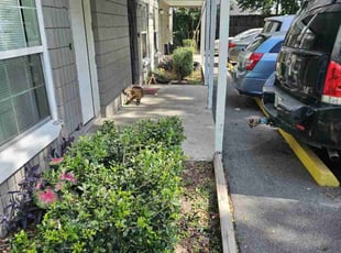 Bush Trimming by Cory Griffin for Geanatta C. in Gainesville, FL