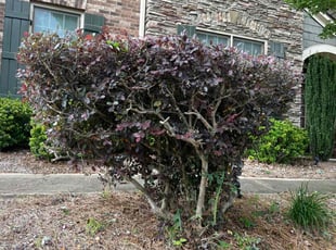 Bush Trimming by Milton Rodriguez for Lavina E. in Dallas, GA