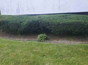 Bush Trimming by Edward Mauler for Craig C. in Westerville, OH