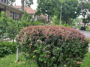 Bush Trimming by Dontrell Hood for Karl R. in Milwaukee, WI