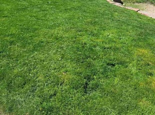 Richard C.'s Lawn Service service result