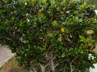 Teresita F.'s Bush Trimming service result