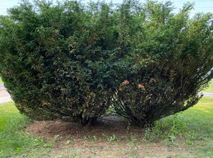 Bush Trimming by Anthony Rieck for Chloe G. in Sussex, WI