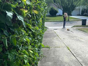 Bush Trimming by Seantrell Lawson for Liv C. in Lyndhurst, OH