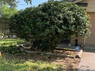 Bush Trimming by Heriberto Lopez for Thomas M. in Corpus Christi, TX