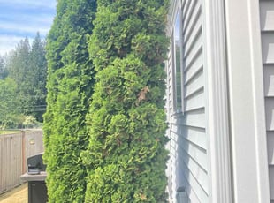 Bush Trimming by Trevor Vert for CAROL M. in Federal Way, WA