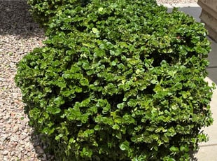 Bush Trimming by Bobby Parris for Alecia L. in Peoria, AZ