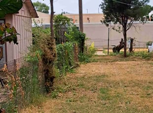 Bush Trimming by William Beacham for Lynn E. in Wichita, KS
