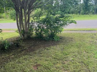 Bush Trimming by Trapper Ellis for Connie J. in Memphis, TN