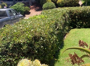 Bush Trimming by Bryan Edwards for Rebecca B. in San Diego, CA
