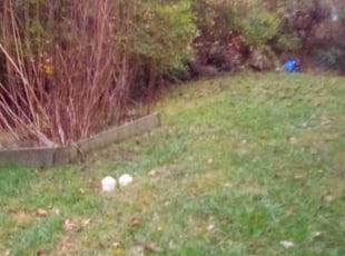 Cleanups by Dale Ponder for John H. in Asheville, NC
