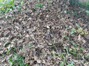 Cleanups by Dmarrio Gomiller for anne b. in Belleville, IL