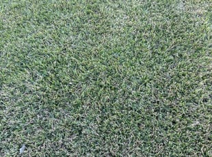 Edye H.'s Lawn Service service result