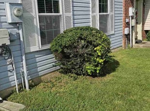 Bush Trimming by Terrence Hawkins for Morris G. in La Plata, MD